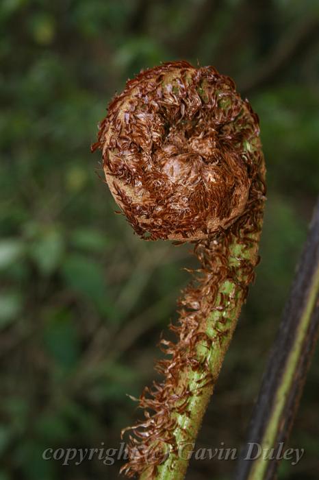 Tree fern crozier, Pirianda Gardens IMG_7233.JPG